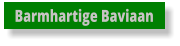 Barmhartige Baviaan