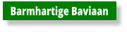 Barmhartige Baviaan