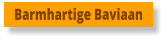 Barmhartige Baviaan