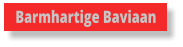 Barmhartige Baviaan